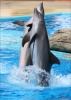 Фотообои Эмпапелада 2*2,8 м "Дельфины"